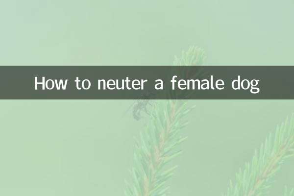 Come castrare un cane femmina