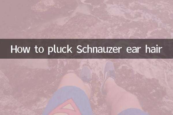 Como arrancar os pelos da orelha do Schnauzer