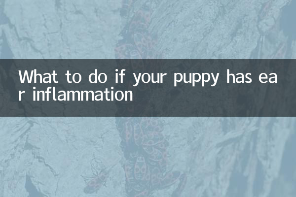Was tun, wenn Ihr Welpe eine Ohrenentzündung hat?