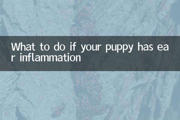 Was tun, wenn Ihr Welpe eine Ohrenentzündung hat?