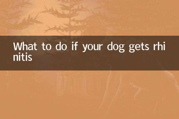 اگر آپ کے کتے کو rhinitis مل جائے تو کیا کریں