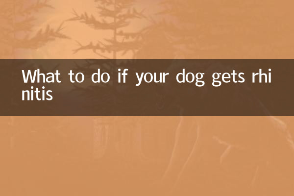 Cosa fare se il tuo cane ha la rinite