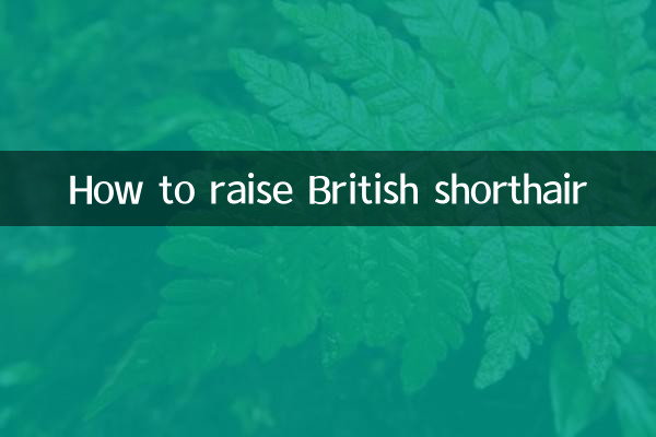 Comment élever un British Shorthair