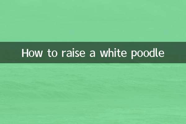 Wie man einen weißen Pudel großzieht