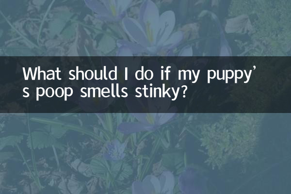 ماذا علي أن أفعل إذا كانت رائحة براز الجرو كريهة الرائحة؟