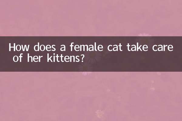 كيف تعتني أنثى القطة بصغارها؟