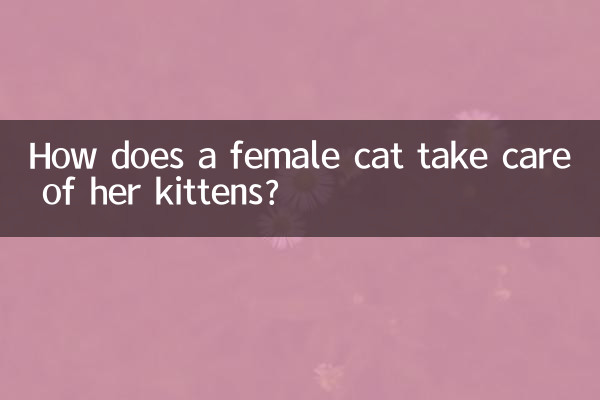 كيف تعتني أنثى القطة بصغارها؟