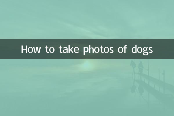 کتوں کی تصاویر کیسے لیں