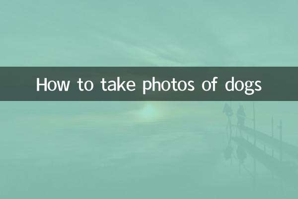 犬の写真の撮り方