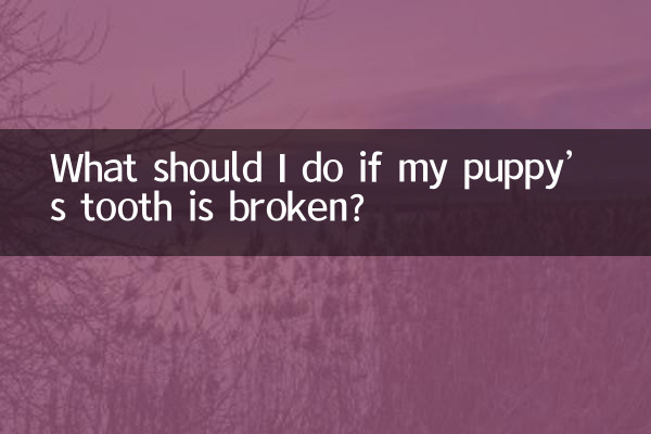 O que devo fazer se o dente do meu cachorro estiver quebrado?