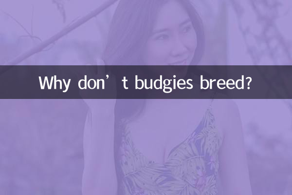 لماذا لا يتكاثر الببغاء؟