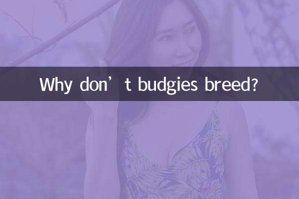 Warum brüten Wellensittiche nicht?