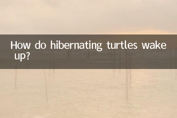 How do hibernating turtles wake up?