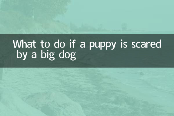 O que fazer se um cachorrinho se assustar com um cachorro grande