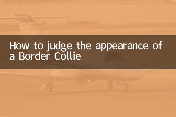 How to judge the appearance of a Border Collie