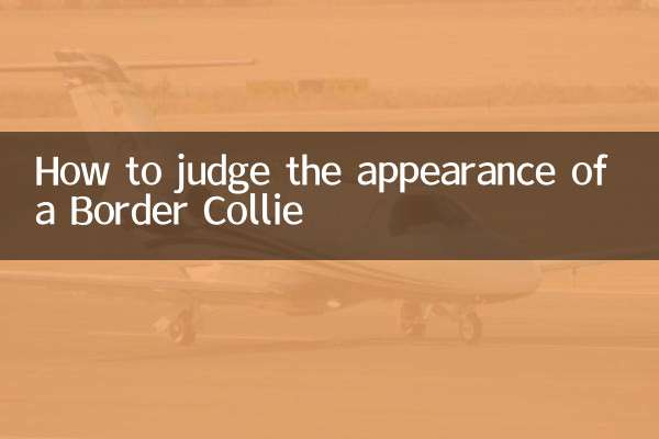 How to judge the appearance of a Border Collie