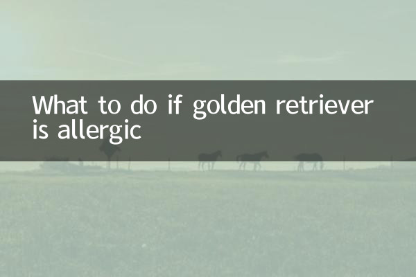 ماذا تفعل إذا كان المسترد الذهبي لديه حساسية