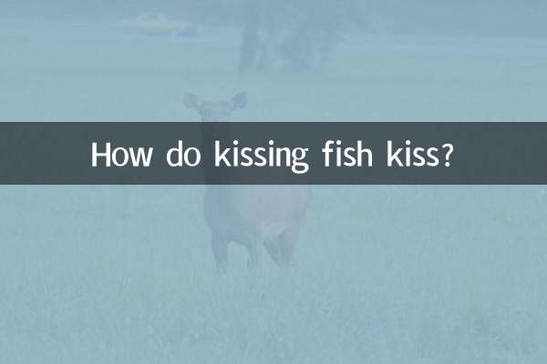 接吻鱼怎么接吻