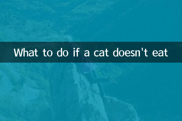 What to do if a cat doesn't eat