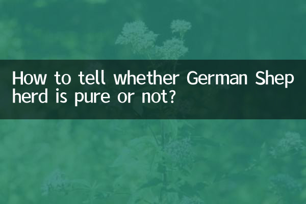 چگونه تشخیص دهیم ژرمن شپرد خالص است یا خیر؟