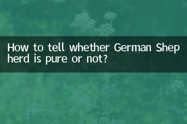 Come sapere se il pastore tedesco è puro o no?
