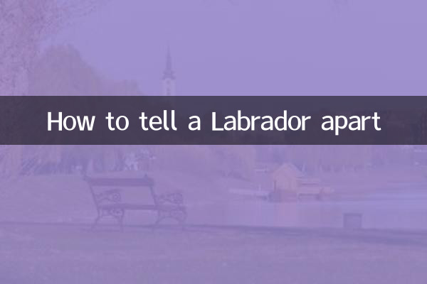 كيفية التمييز بين لابرادور