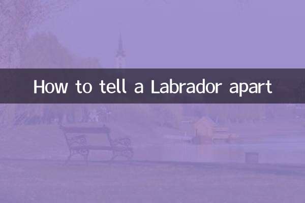 كيفية التمييز بين لابرادور
