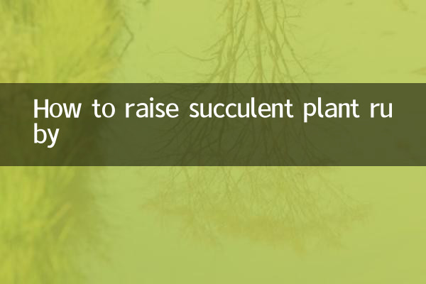 多肉植物红宝石怎么养