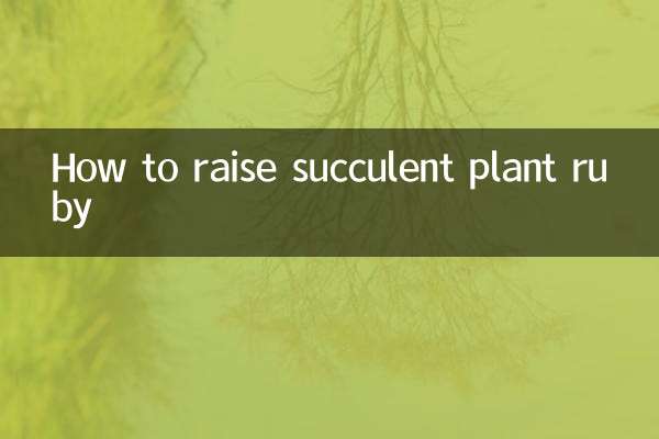 多肉植物红宝石怎么养