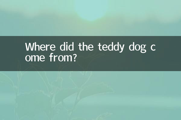 테디 개는 어디서 왔나요?