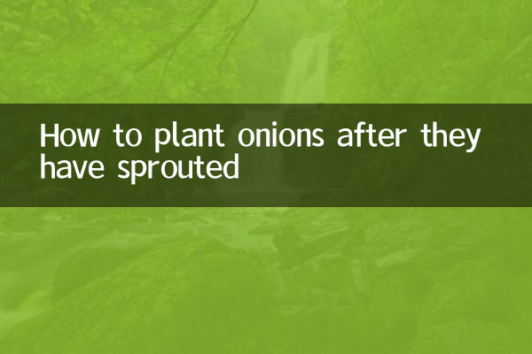 كيفية زراعة البصل بعد أن ينبت