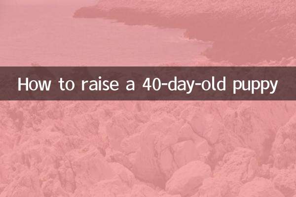40 دن کے کتے کو کیسے پالیں