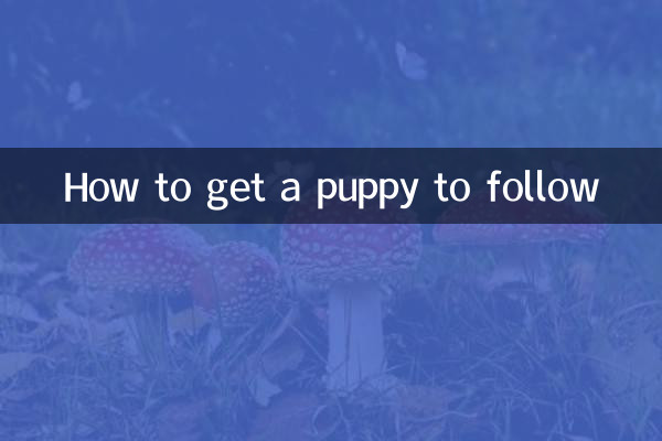 Come convincere un cucciolo a seguire