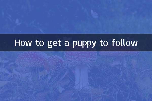 Come convincere un cucciolo a seguire