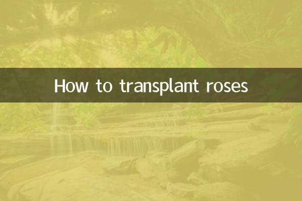 How to transplant roses