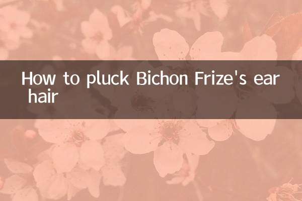 How to pluck Bichon Frize's ear hair