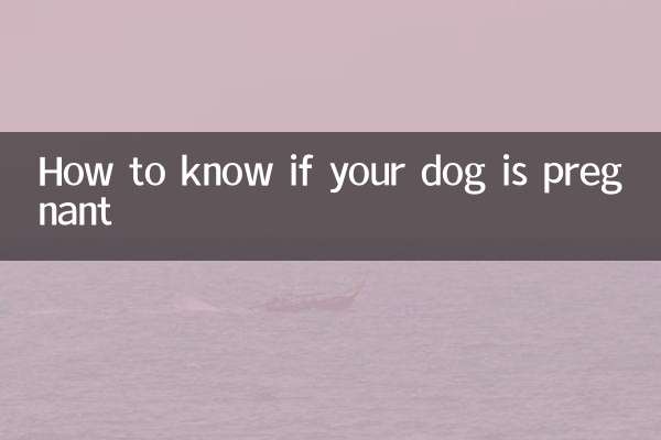 So erkennen Sie, ob Ihre Hündin trächtig ist