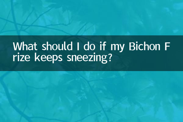 What should I do if my Bichon Frize keeps sneezing?