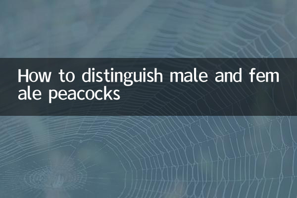 How to distinguish male and female peacocks