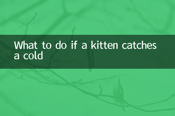 Was tun, wenn sich ein Kätzchen erkältet?