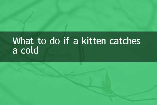Was tun, wenn sich ein Kätzchen erkältet?