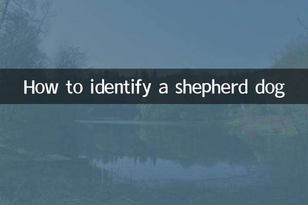 Wie erkennt man einen Schäferhund?
