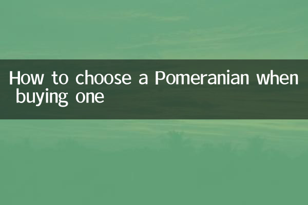 Como escolher um Pomerânia na hora de comprar um