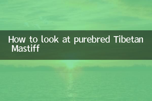 Come guardare il mastino tibetano di razza pura