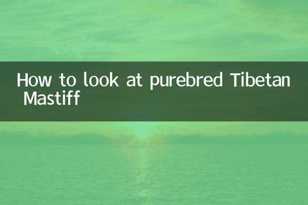 Comment regarder le Dogue du Tibet de race pure