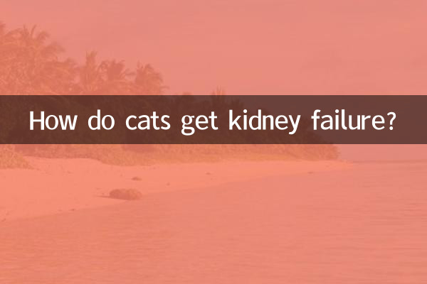 बिल्लियों की किडनी ख़राब कैसे हो जाती है?