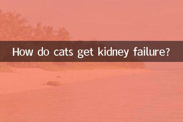 কিভাবে বিড়াল কিডনি ব্যর্থ হয়?