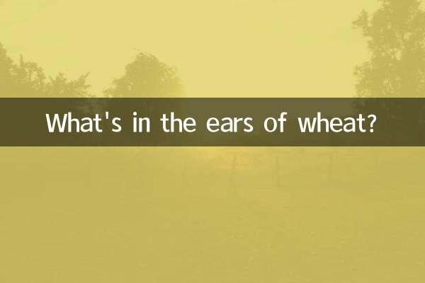 در خوشه گندم چیست؟