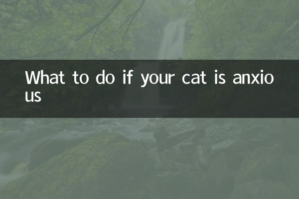 Que faire si votre chat est anxieux