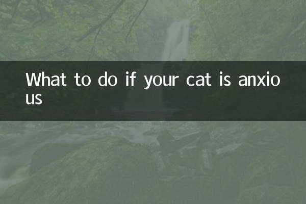 고양이가 불안해한다면 어떻게 해야 할까요?